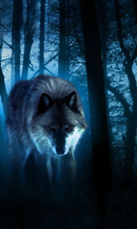 live wolf wallpaper free,darkness,natural environment,wolf,light,wildlife