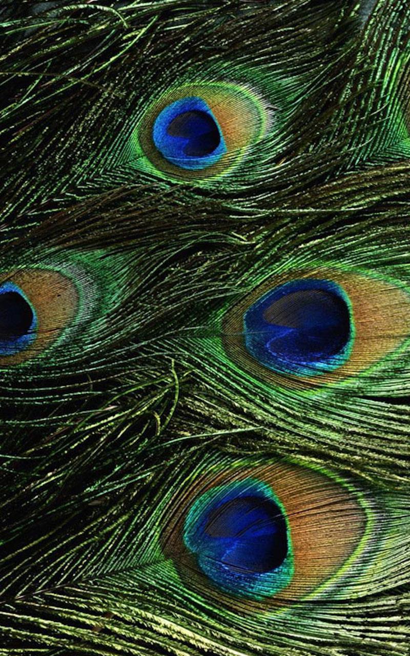 feather live wallpaper,feather,peafowl,eye,close up,natural material