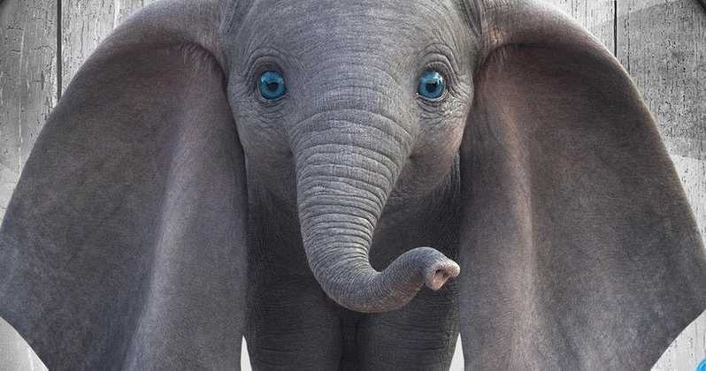 象のライブ壁紙,象,陸生動物,象とマンモス,インド象,鼻