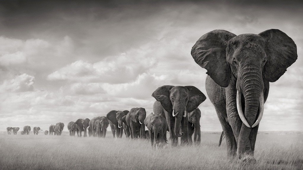 象のライブ壁紙,象,象とマンモス,陸生動物,野生動物,インド象