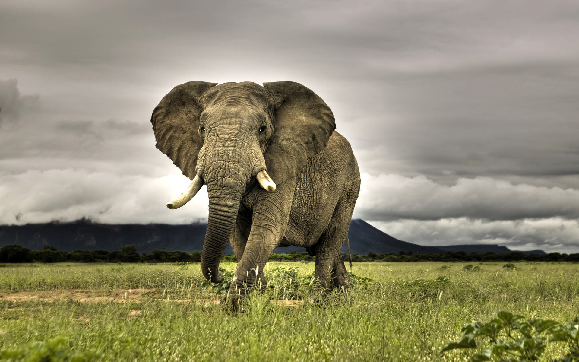 elefant live wallpaper,elefant,elefanten und mammuts,landtier,tierwelt,wiese