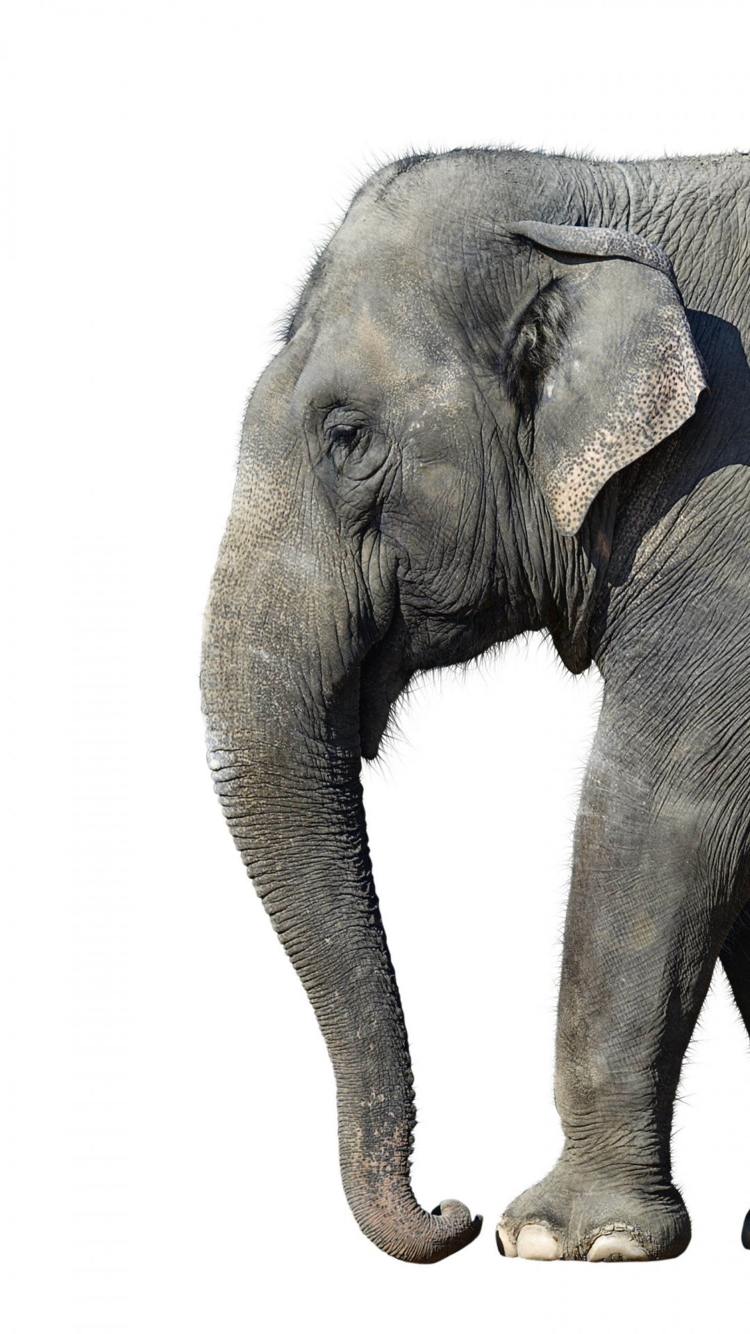 elephant live wallpaper,elephant,elephants and mammoths,indian elephant,vertebrate,terrestrial animal