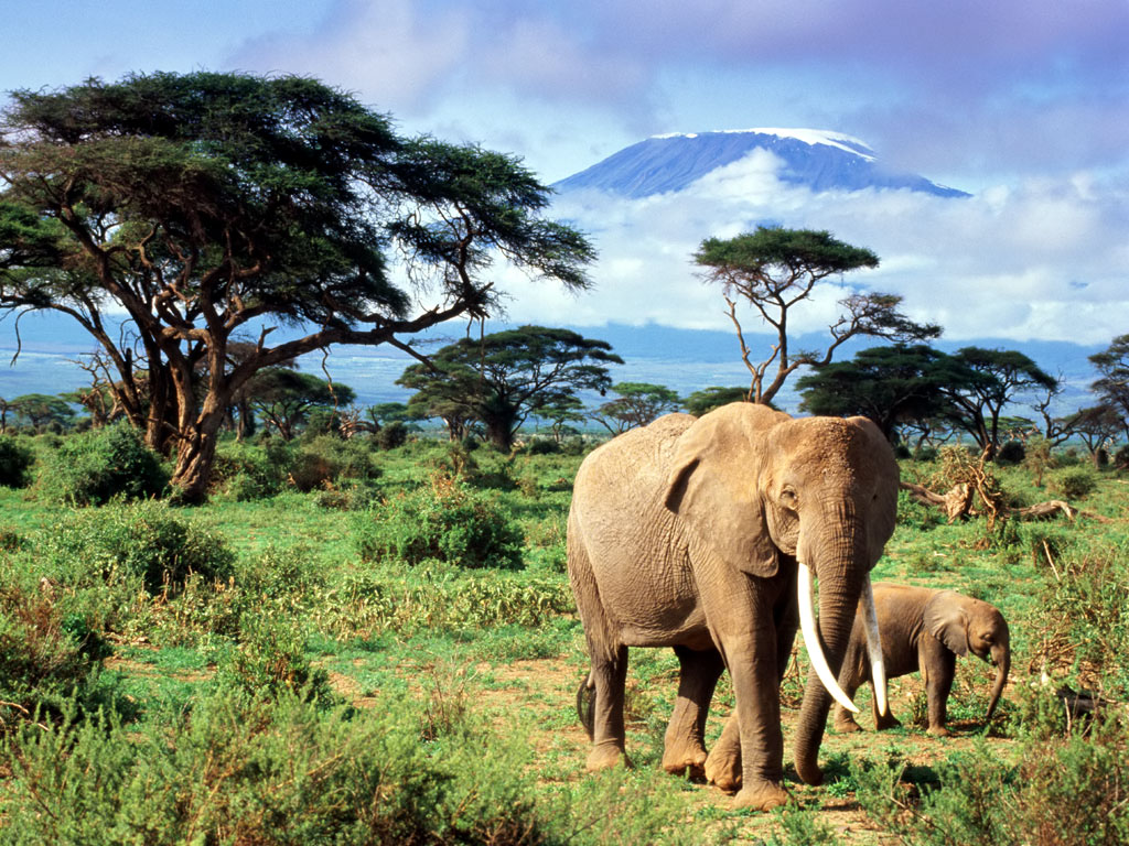 象のライブ壁紙,野生動物,象,陸生動物,自然の風景,象とマンモス