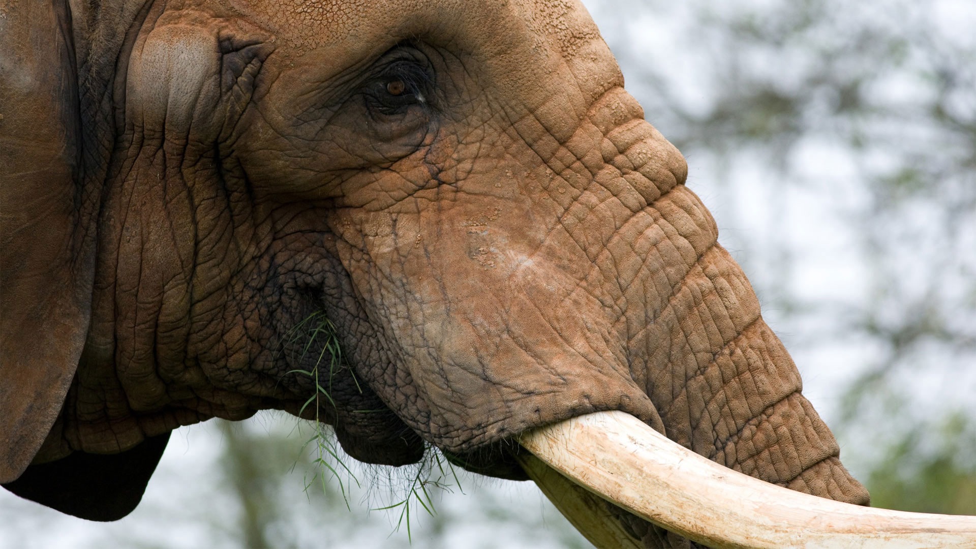elefante live wallpaper,elefante,animal terrestre,elefantes y mamuts,elefante indio,elefante africano