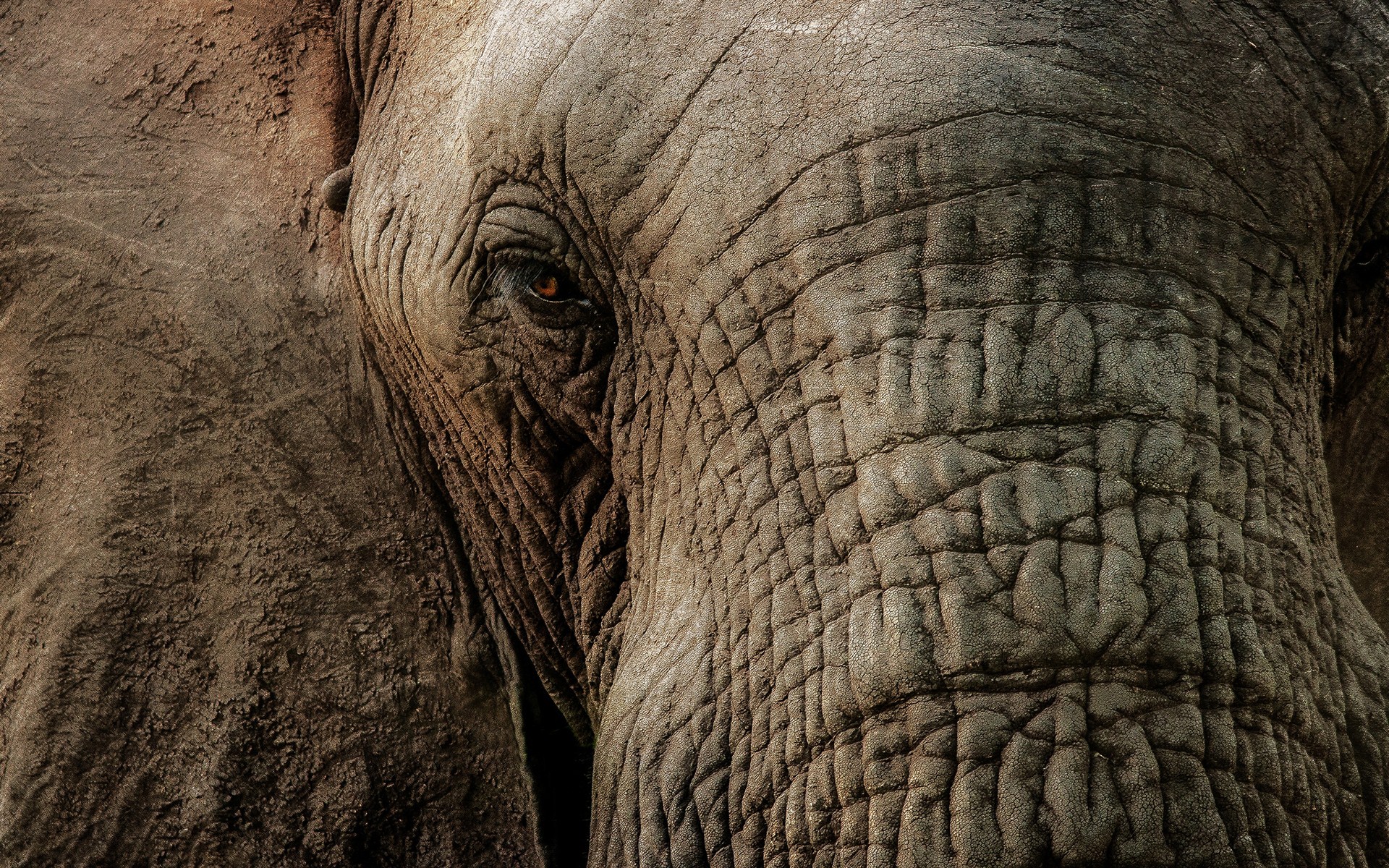 elephant live wallpaper,elephant,elephants and mammoths,terrestrial animal,skin,african elephant