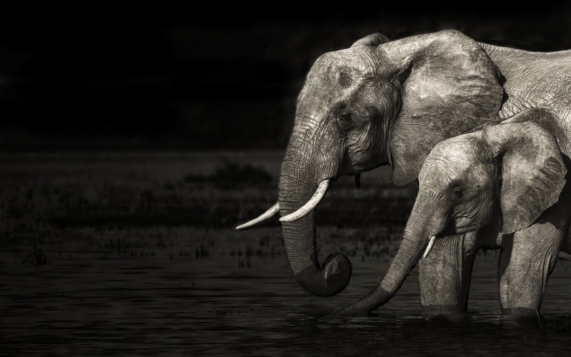 elefant live wallpaper,elefant,elefanten und mammuts,schwarz,weiß,indischer elefant