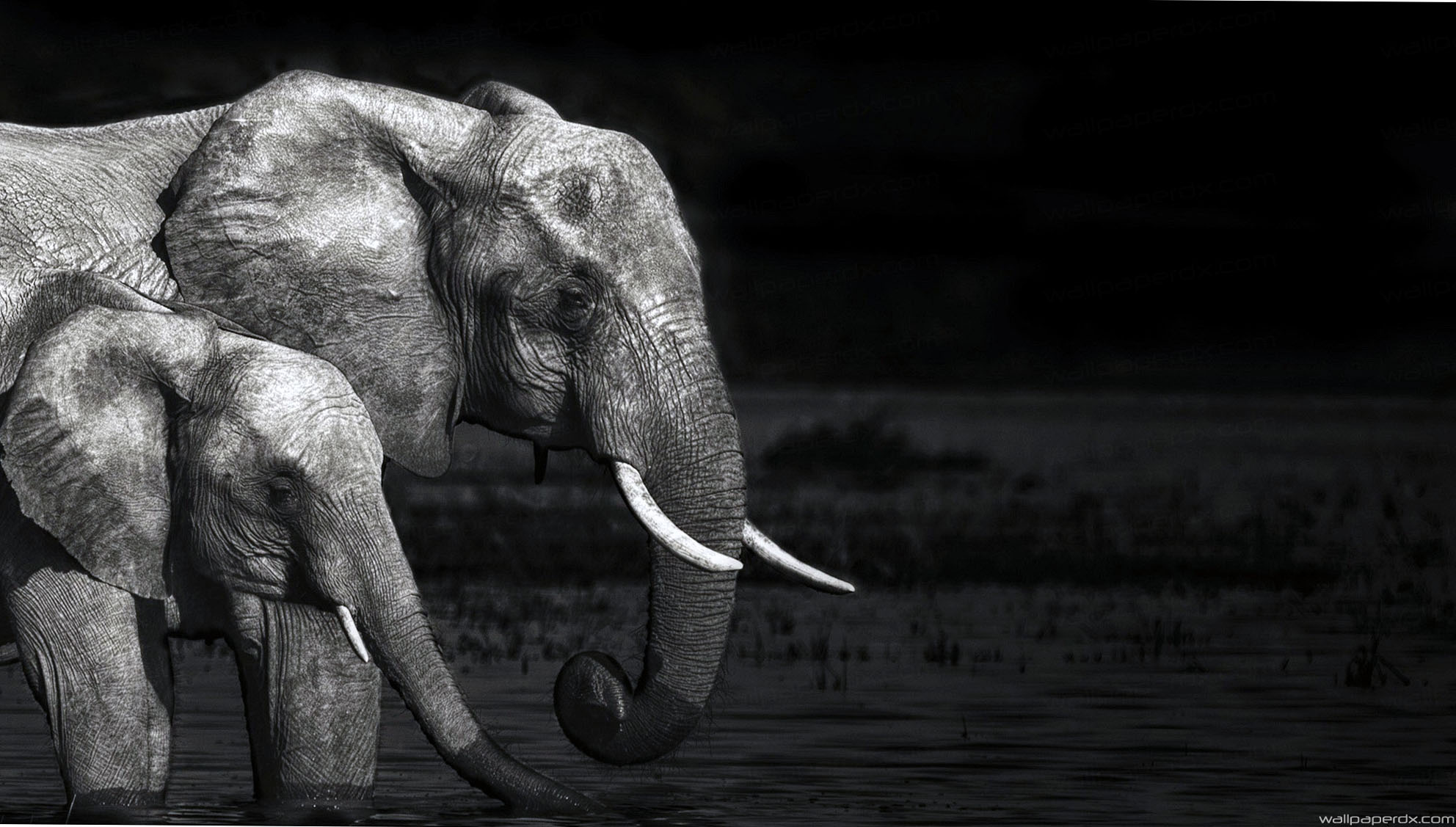 elefant live wallpaper,elefant,elefanten und mammuts,landtier,indischer elefant,schwarz