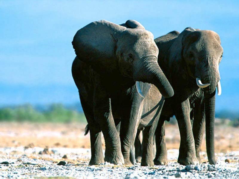 elefant live wallpaper,elefant,landtier,elefanten und mammuts,tierwelt,indischer elefant