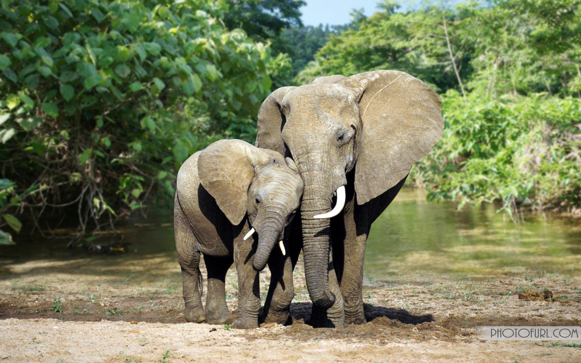 elefante live wallpaper,elefante,animal terrestre,elefantes y mamuts,fauna silvestre,elefante africano