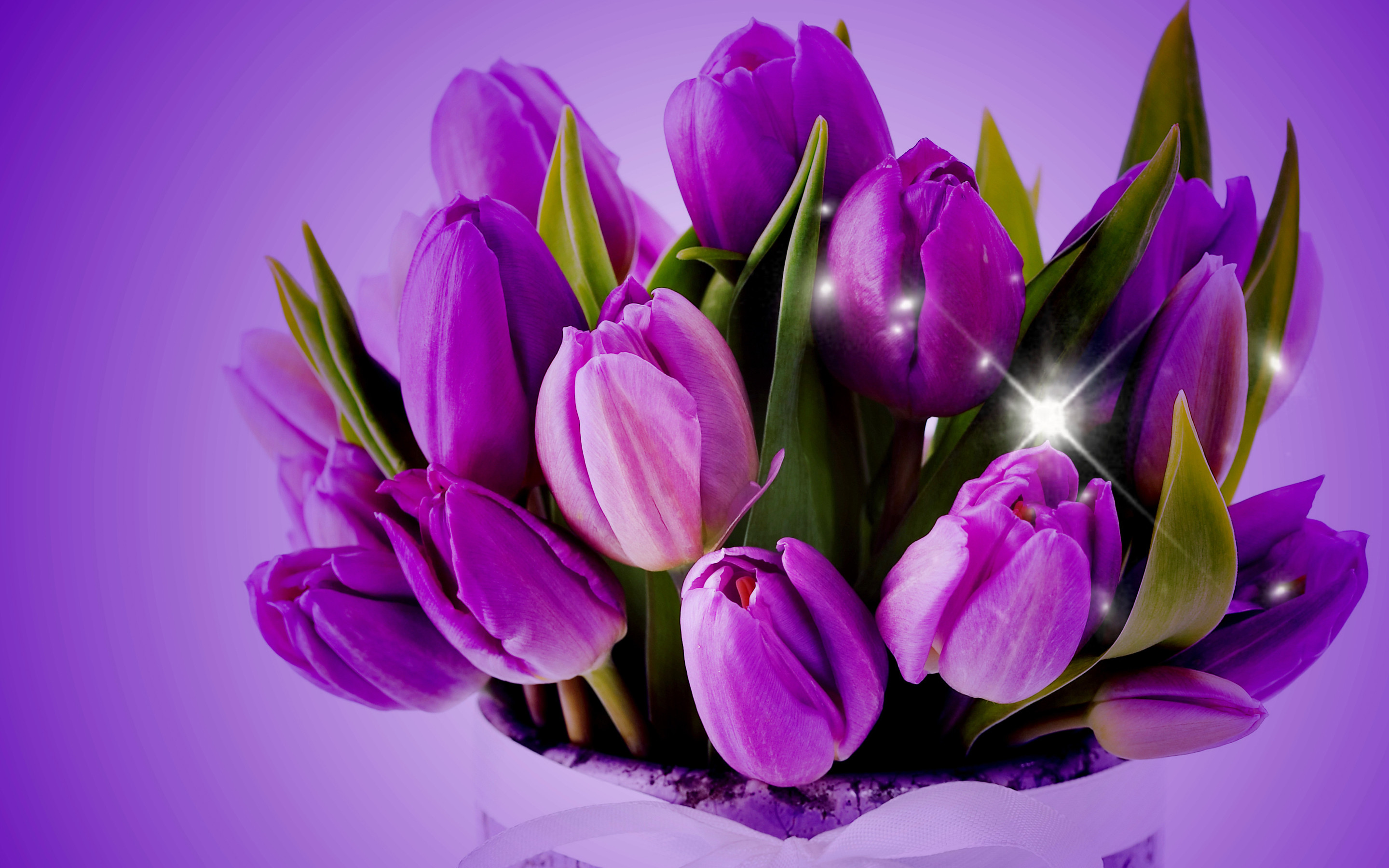 purple tulip wallpaper,flower,flowering plant,petal,purple,violet