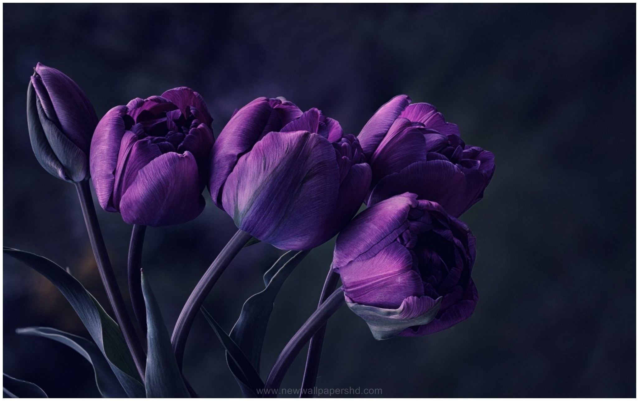 papel tapiz de tulipán púrpura,violeta,flor,púrpura,pétalo,planta