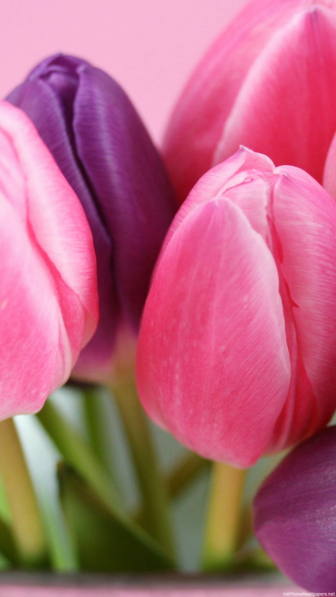 carta da parati tulipano viola,tulipano,pianta fiorita,petalo,fiore,rosa