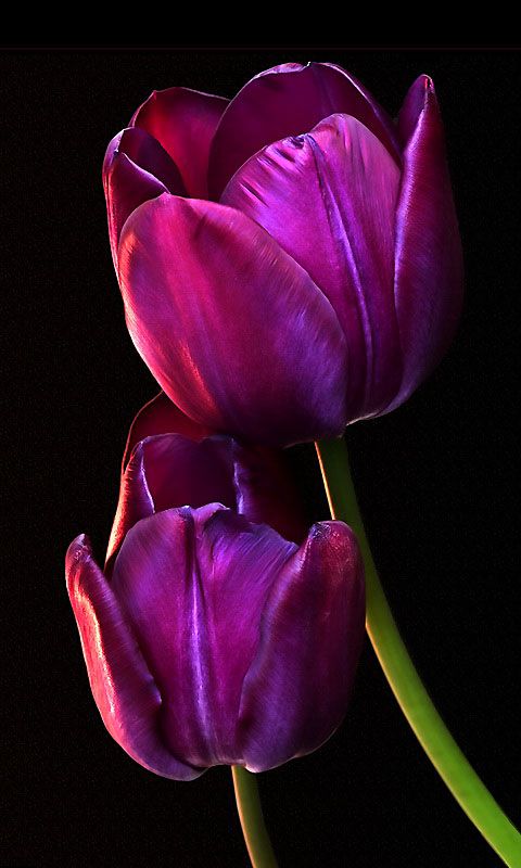 carta da parati tulipano viola,pianta fiorita,petalo,fiore,viola,tulipano