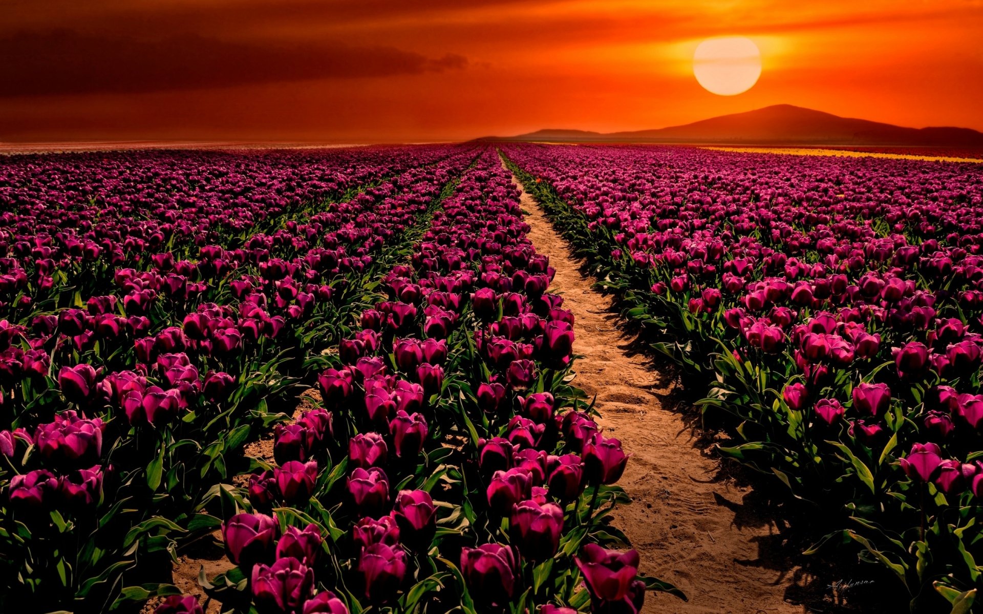 purple tulip wallpaper,flower,flowering plant,plant,sky,field