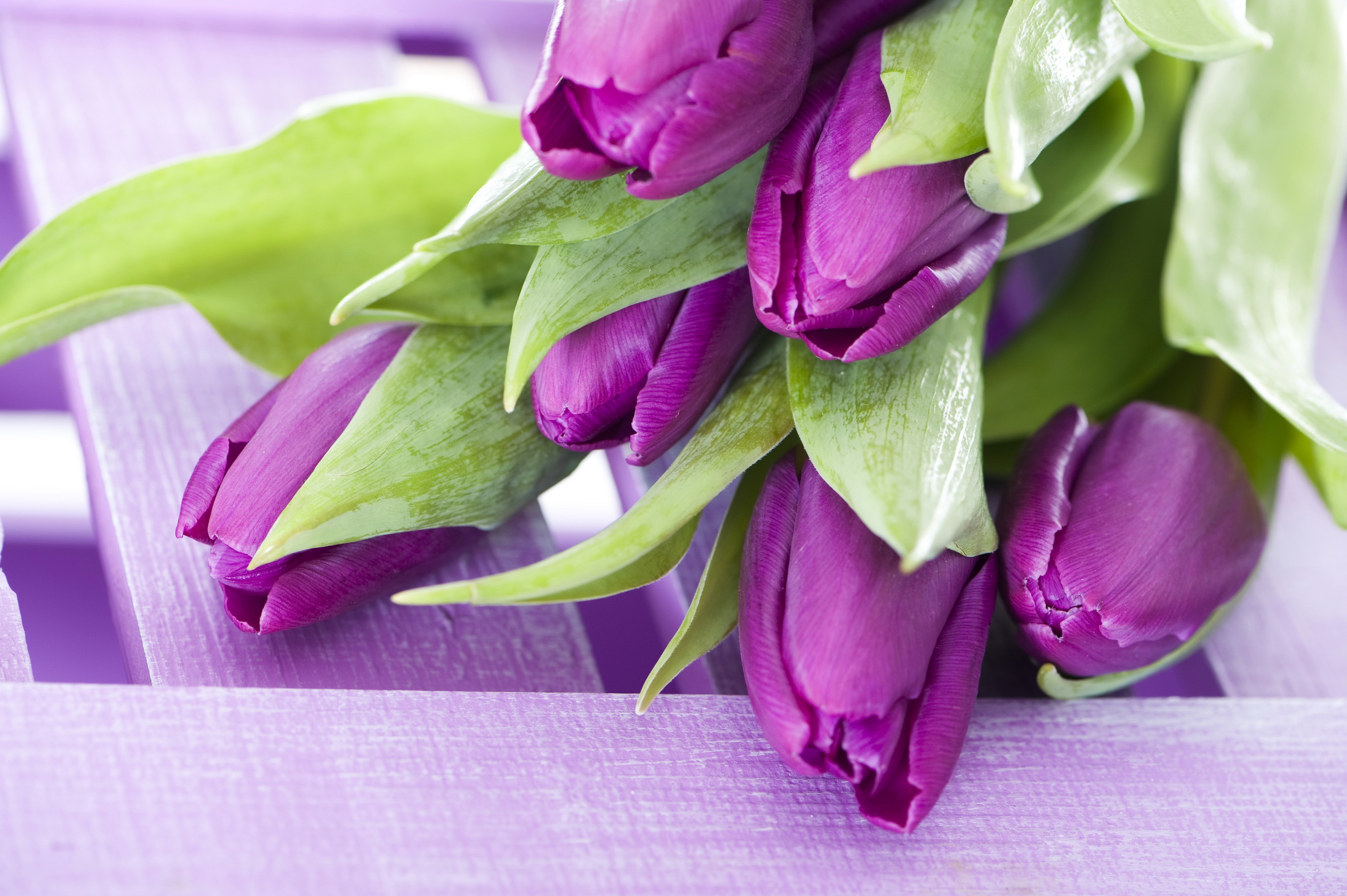 papel tapiz de tulipán púrpura,flor,púrpura,violeta,planta,pétalo