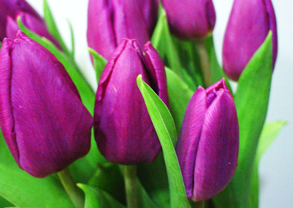 紫のチューリップの壁紙,花,開花植物,ツリパフミリス,花弁,チューリップ