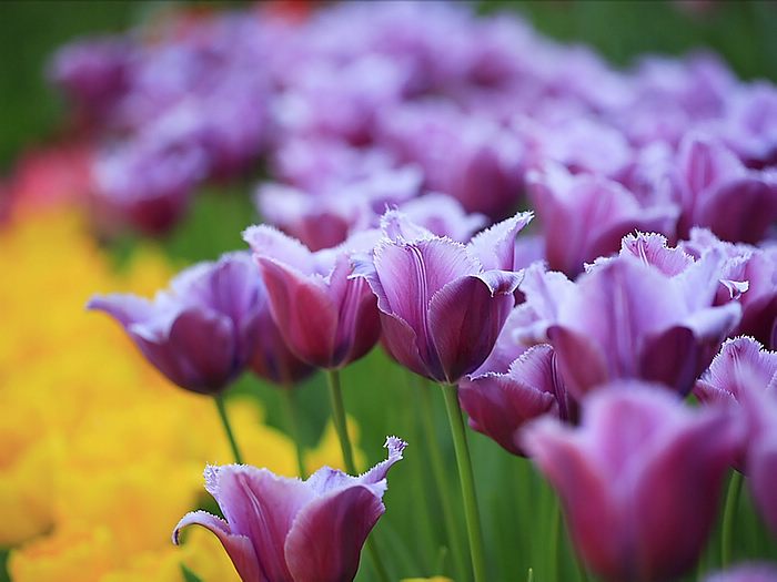 carta da parati tulipano viola,pianta fiorita,petalo,fiore,viola,tulipano