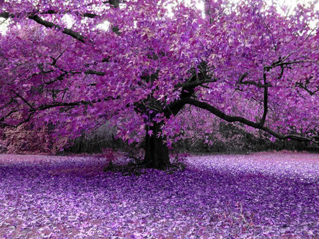 紫の木の壁紙,木,自然,紫の,ラベンダー,春