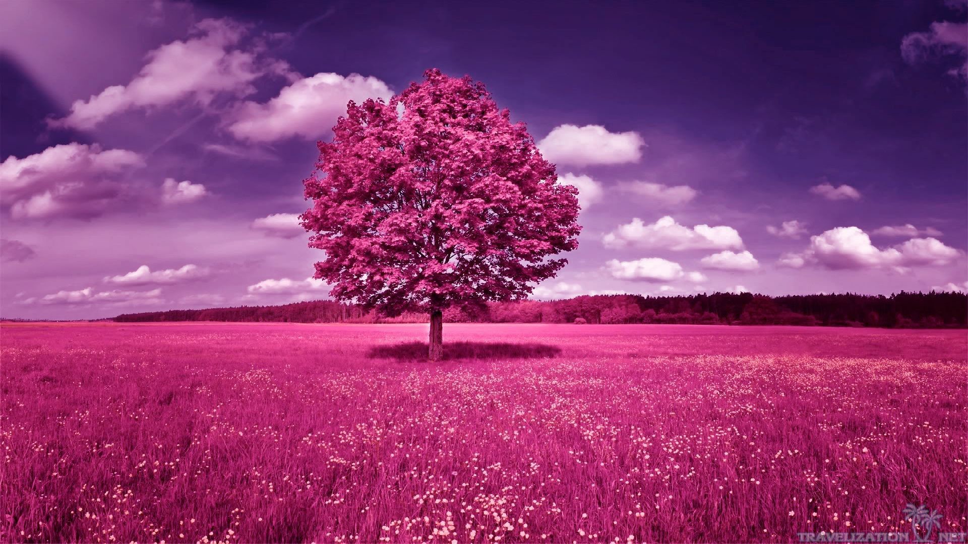carta da parati albero viola,paesaggio naturale,cielo,natura,viola,lavanda