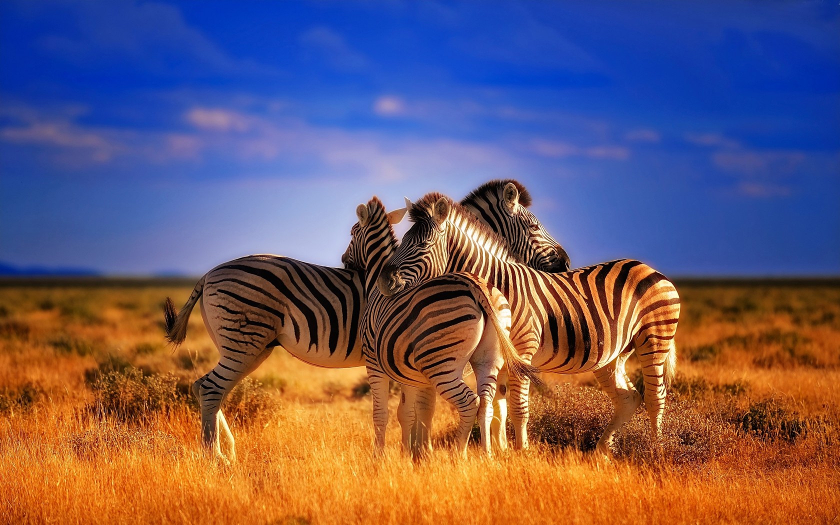 red zebra wallpaper,zebra,wildlife,terrestrial animal,grassland,natural landscape