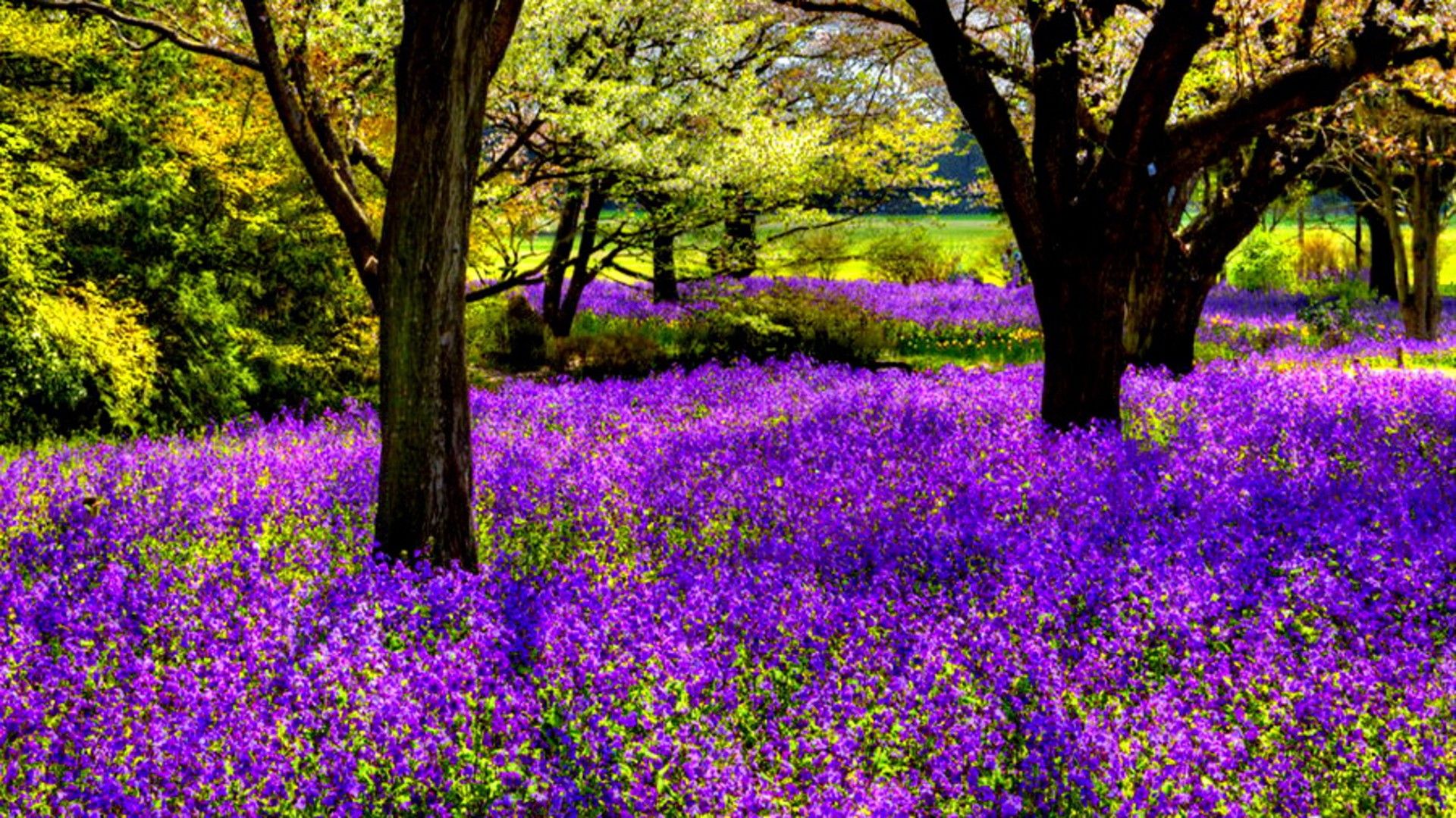 purple tree wallpaper,lavender,flower,nature,purple,natural landscape