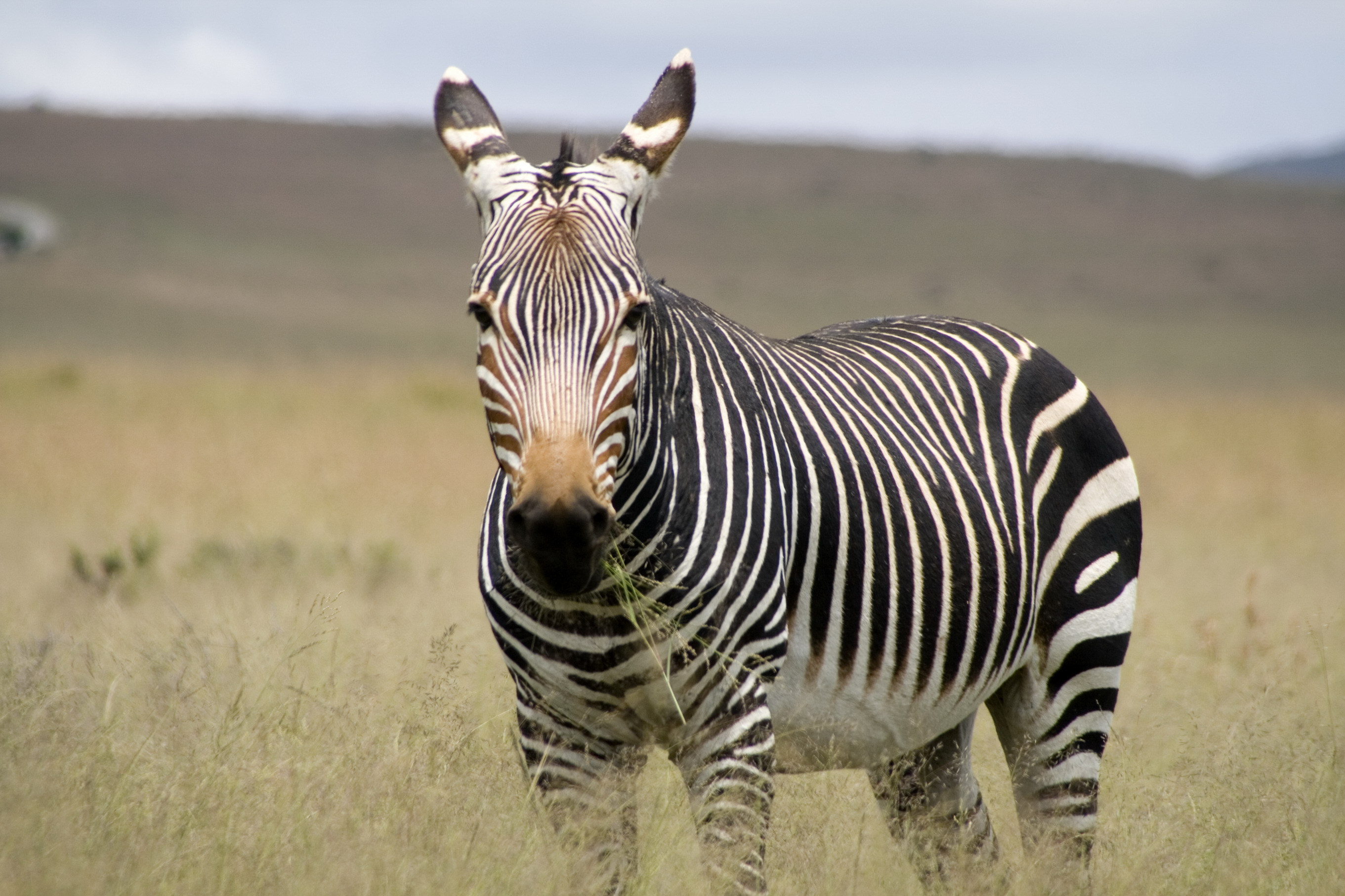 red zebra wallpaper,zebra,terrestrial animal,mammal,vertebrate,wildlife