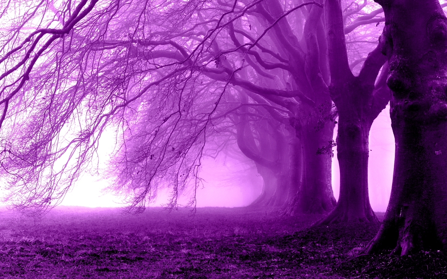 purple tree wallpaper,nature,natural landscape,purple,violet,tree