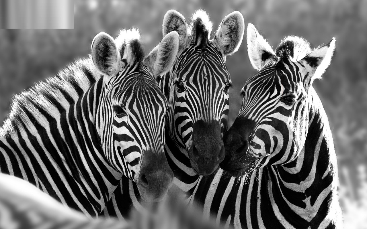 Three Zebra Wallpaper Free Downloads Zebra Backgrounds WallpaperUse
