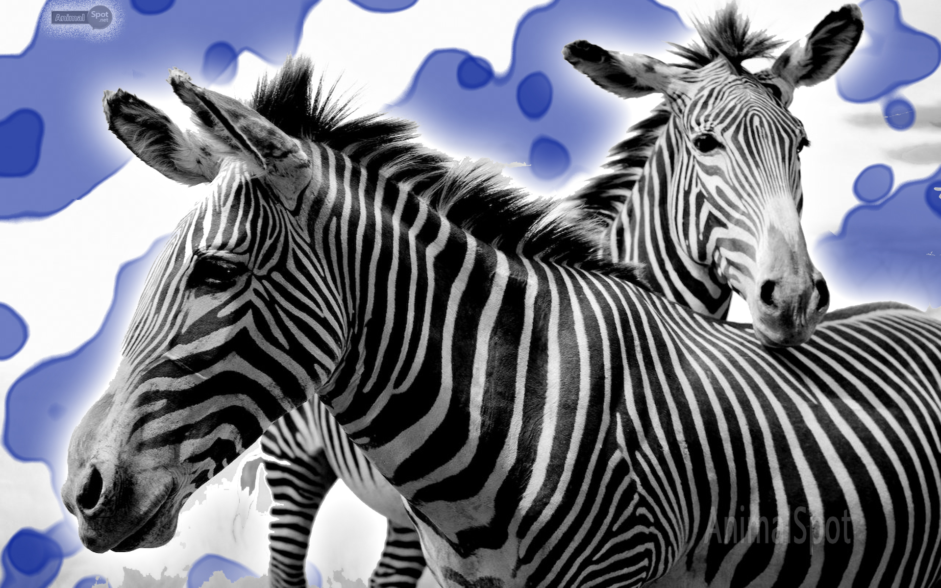 Best Picture Of Zebra- WallpaperUse