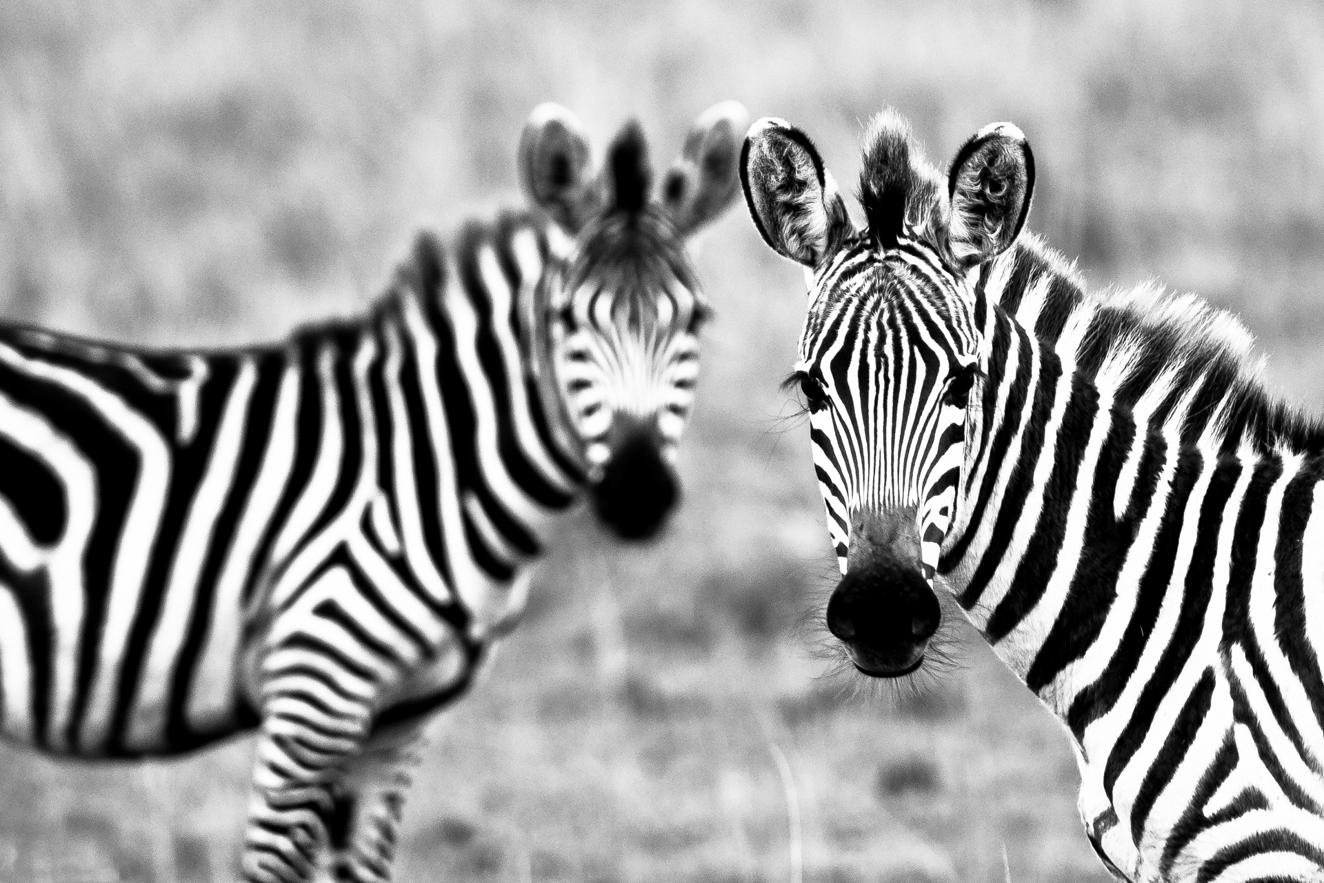 carta da parati zebra rossa,zebra,animale terrestre,natura,bianca,prateria