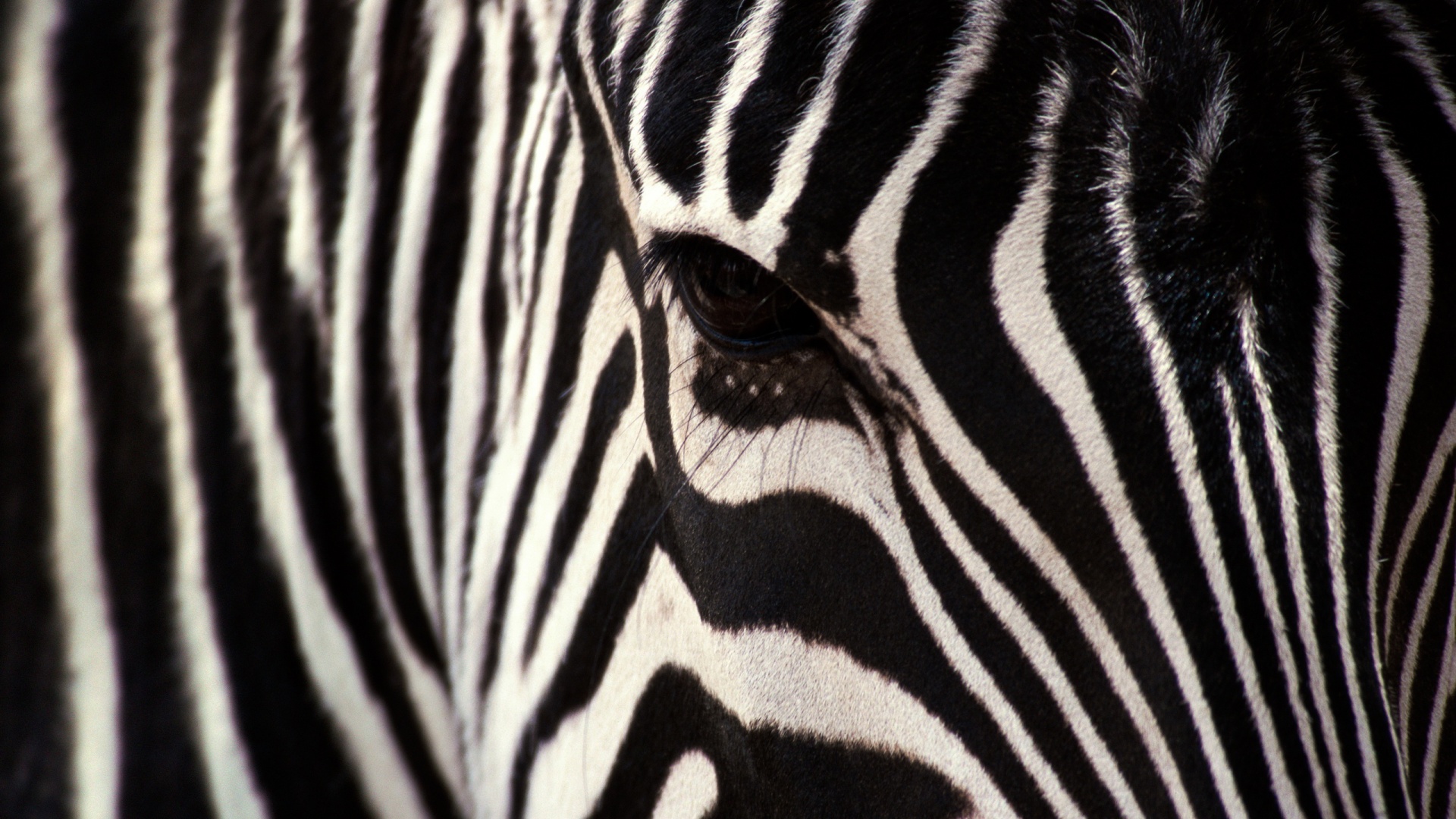 red zebra wallpaper,wildlife,terrestrial animal,black and white,zebra,close up