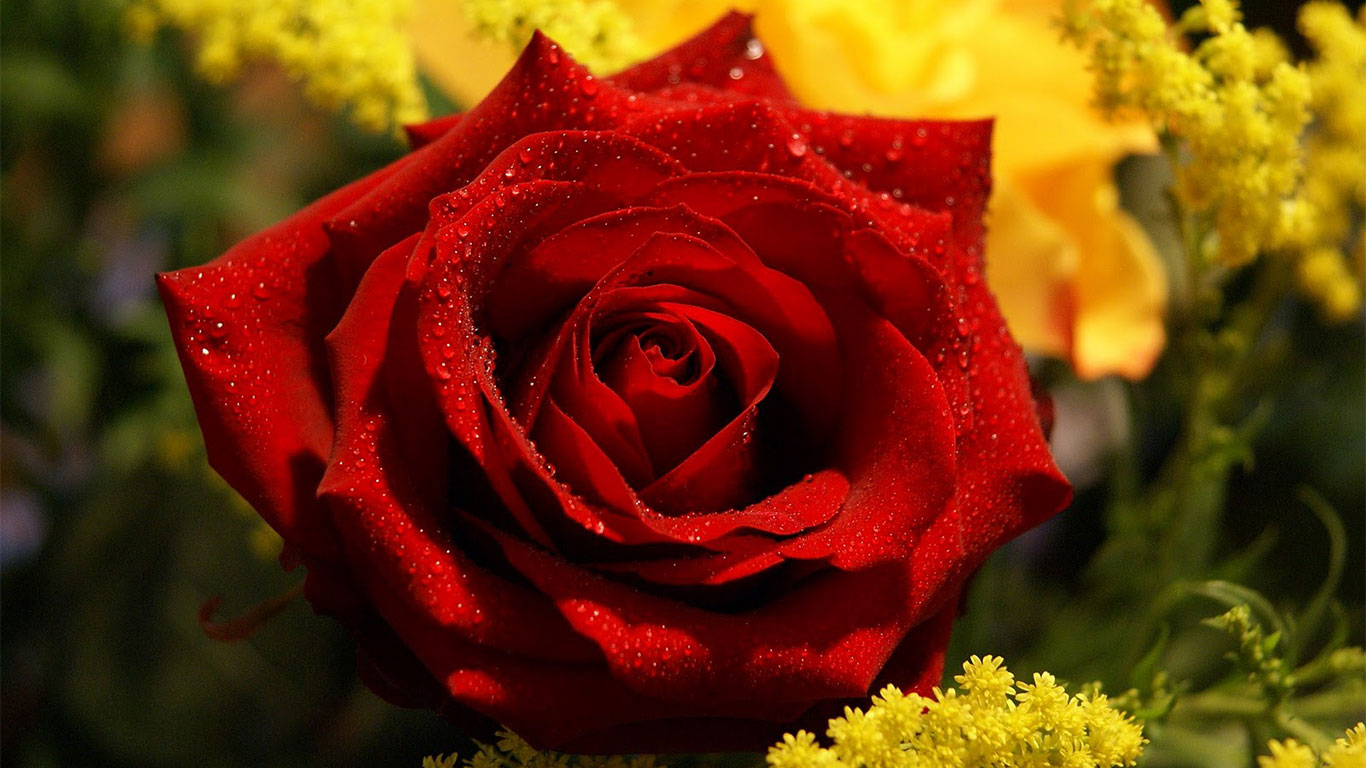 beautiful rose wallpaper download,flower,rose,garden roses,flowering plant,red