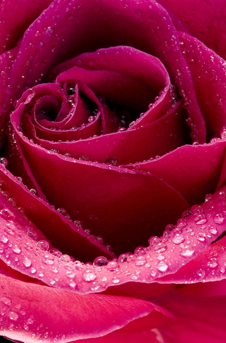 美しいバラの壁紙のダウンロード,庭のバラ,ローズ,ピンク,花弁,水