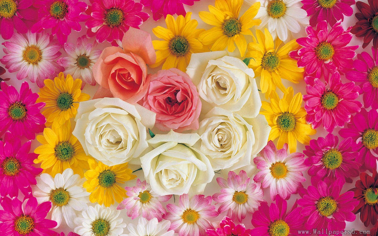 beautiful rose wallpaper download,flower,pink,petal,cut flowers,plant