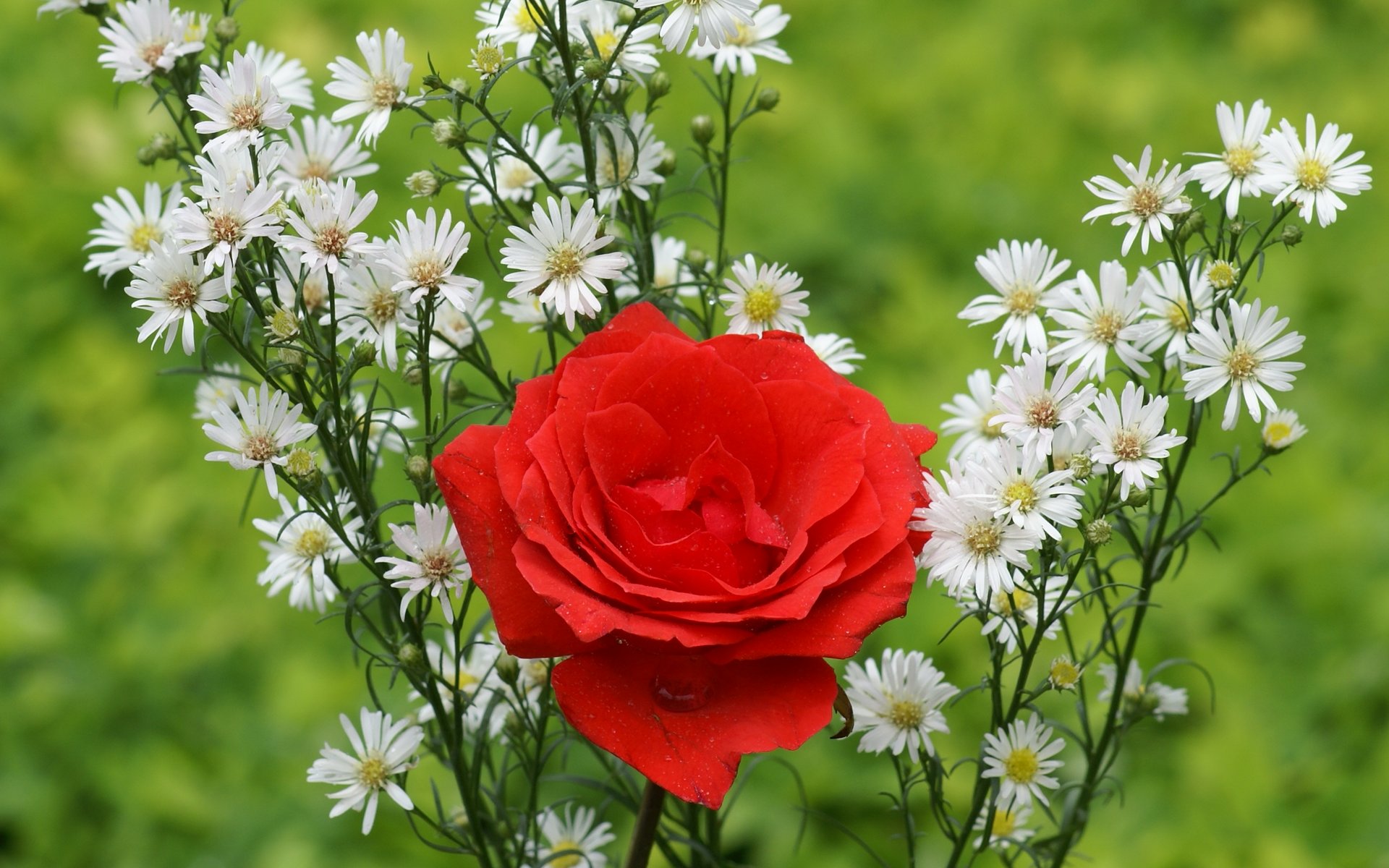 belle rose fond d'écran télécharger,fleur,plante à fleurs,plante,pétale,famille rose