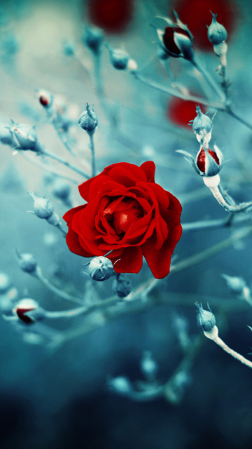 모바일 장미 아름다운 월페이퍼,빨간,푸른,물,꽃,꽃잎