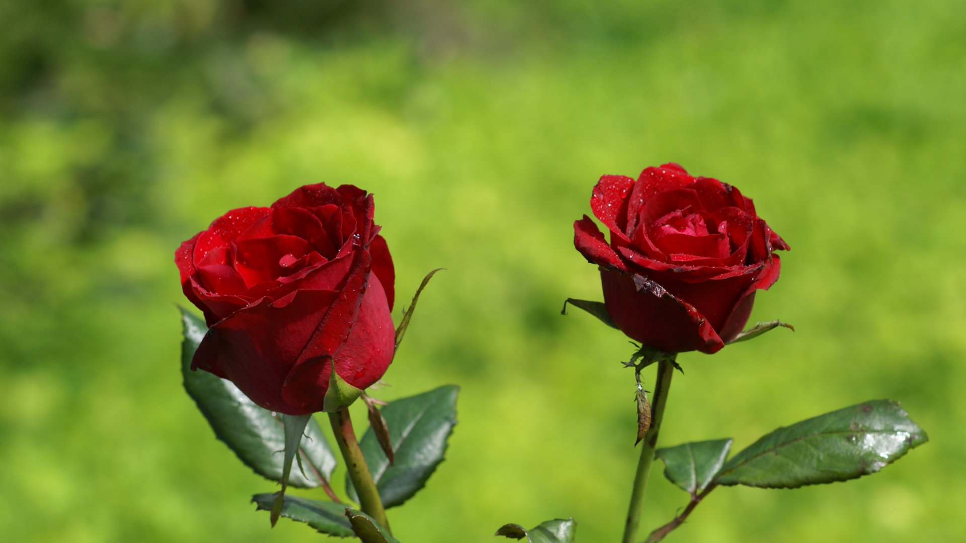 bellissimi sfondi di rose per cellulari,fiore,pianta fiorita,rose da giardino,julia child rose,rosso