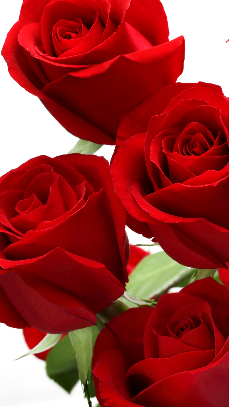 Red Rose Wallpapers For Mobile WallpaperUse