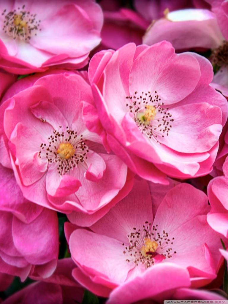 모바일 장미 아름다운 월페이퍼,꽃,꽃 피는 식물,꽃잎,분홍,식물
