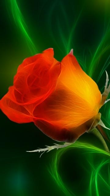 beautiful wallpapers of roses for mobile,nature,red,petal,orange,flower