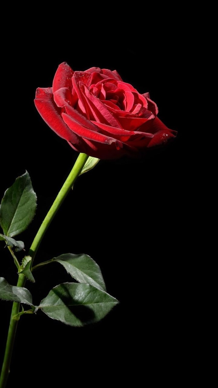 モバイル用のバラの美しい壁紙,花,開花植物,赤,庭のバラ,ローズ