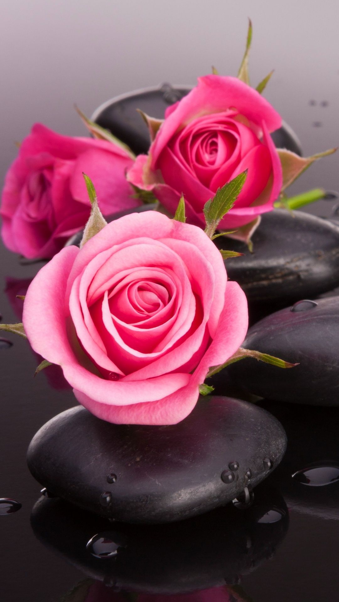 モバイル用のバラの美しい壁紙,花,ピンク,庭のバラ,ローズ,花弁