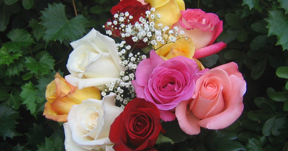 les plus beaux fonds d'écran de roses,fleur,rose,roses de jardin,plante à fleurs,julia enfant rose