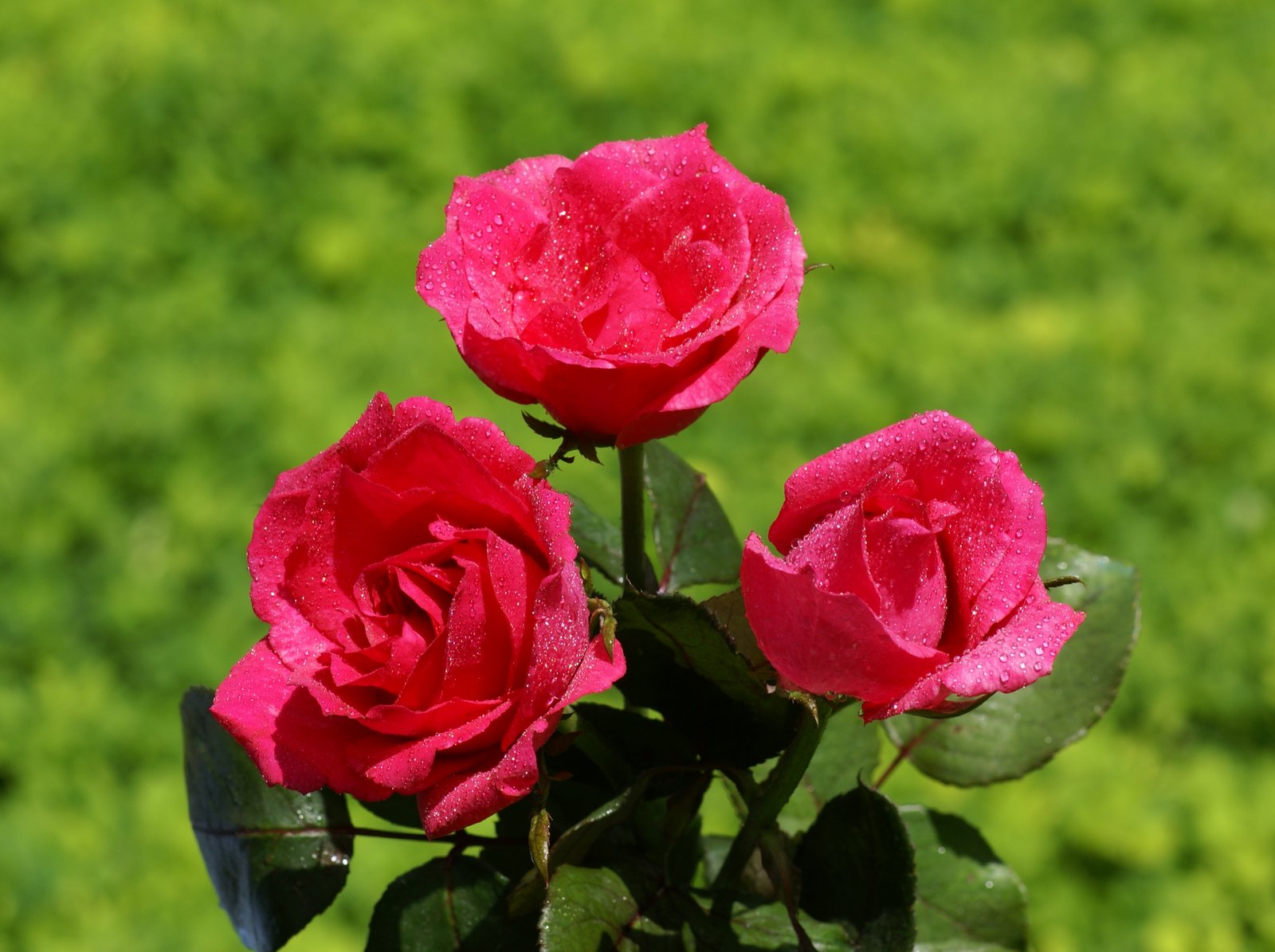 sfondi rose più belli,fiore,pianta fiorita,rose da giardino,floribunda,petalo