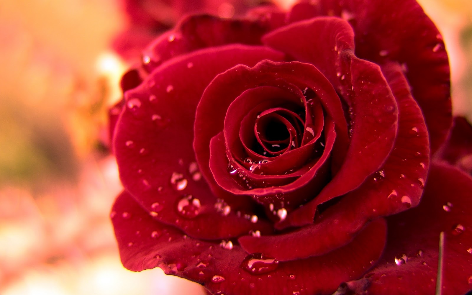最も美しいバラの壁紙,花,庭のバラ,赤,ローズ,花弁