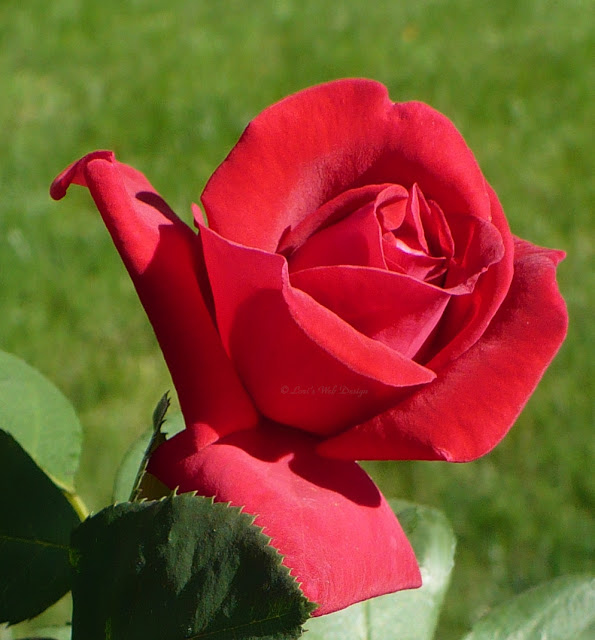 最も美しいバラの壁紙,花,開花植物,庭のバラ,花弁,ローズ