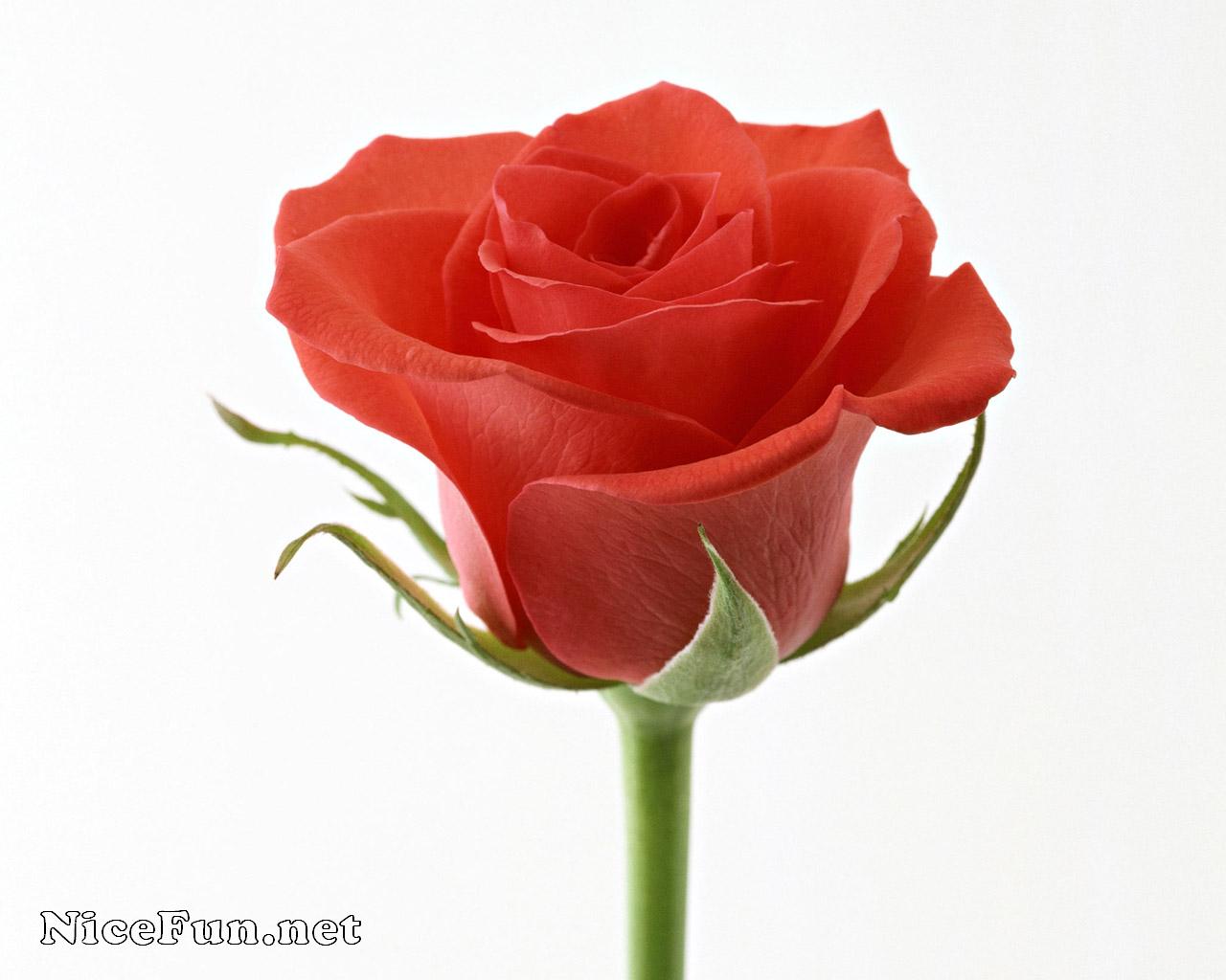 most beautiful roses wallpapers,flower,garden roses,rose,red,petal
