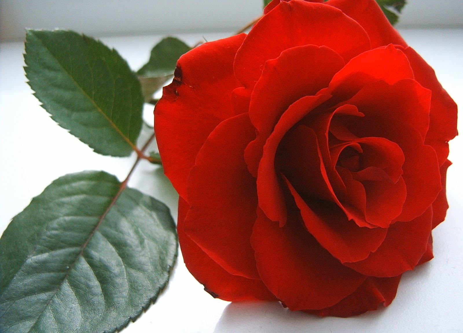 sfondi rose più belli,fiore,pianta fiorita,rose da giardino,rosso,rosa