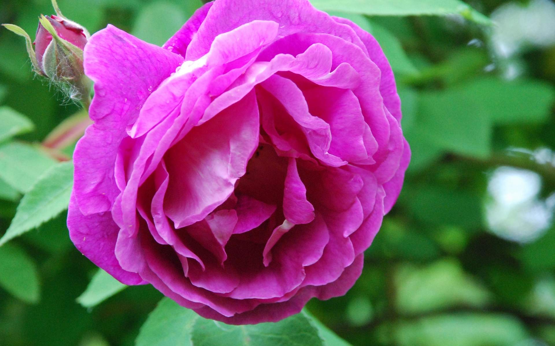 sfondi rose più belli,fiore,pianta fiorita,petalo,julia child rose,rosa