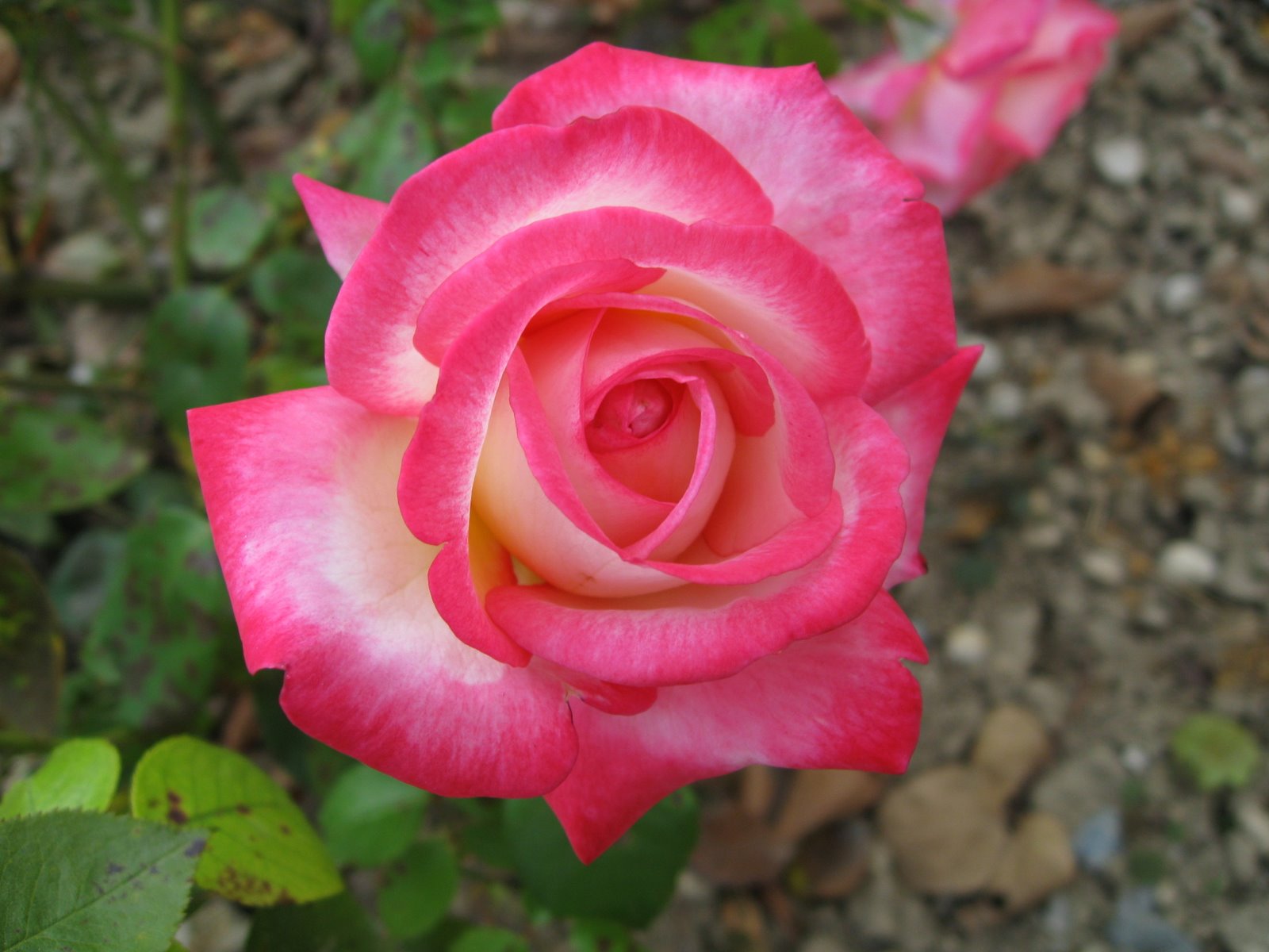 最も美しいバラの壁紙,花,開花植物,ジュリア・チャイルド・ローズ,庭のバラ,花弁